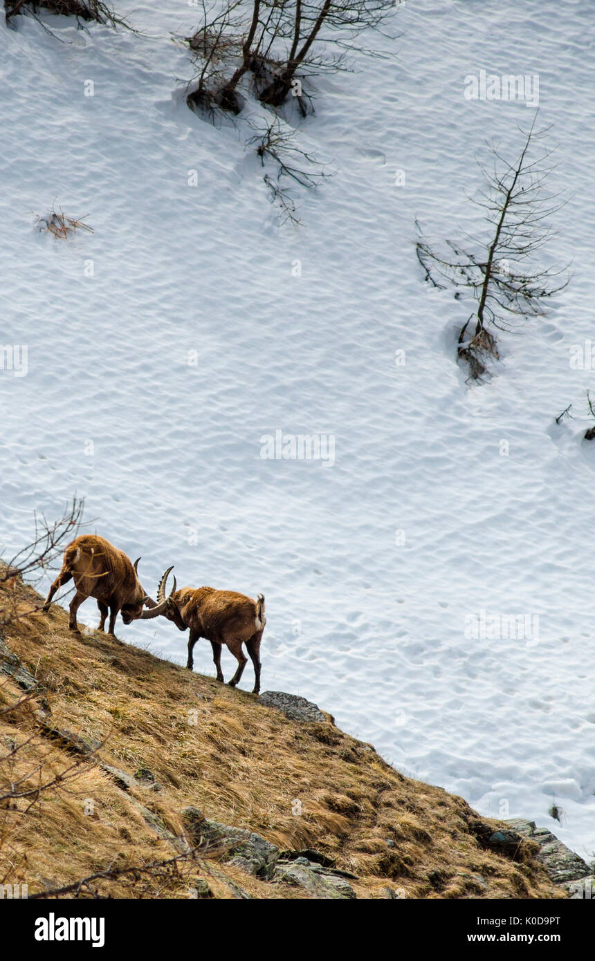 Fighting of ibexes, typical in the springtime. (Valsavarenche, Aosta Valley, Gran Paradiso National Park) Stock Photo