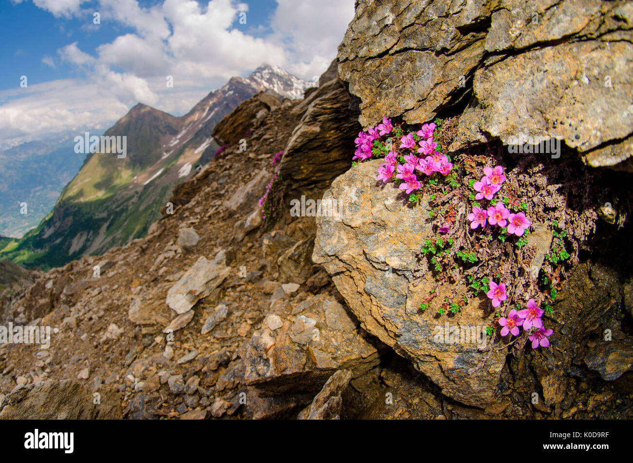 Saxifrage (Aosta Valley, Italian alps) Stock Photo