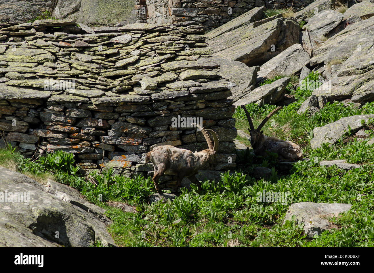 Ibex near an old alpage (Valsavarenche, Gran Paradiso National Park, Aosta Valley, Italy) Stock Photo