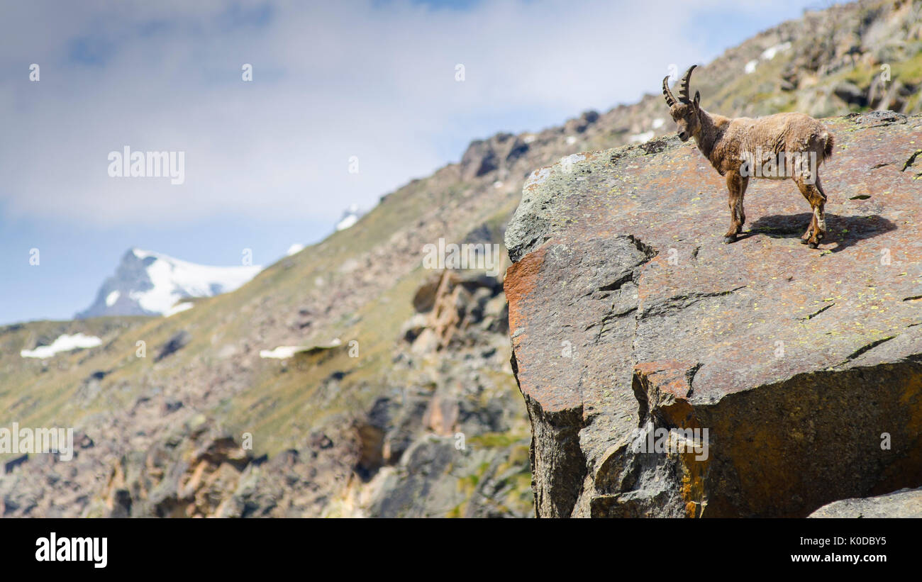 Young ibex on a stone (Valsavarenche, Gran Paradiso National Park, Aosta Valley, Italy) Stock Photo