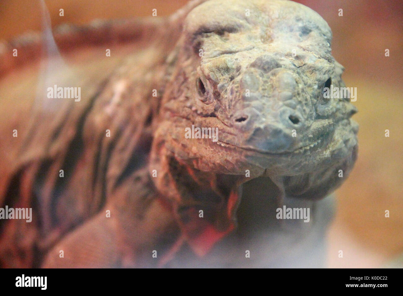 A reptile in a zoo in Adelaide (Australia Stock Photo - Alamy
