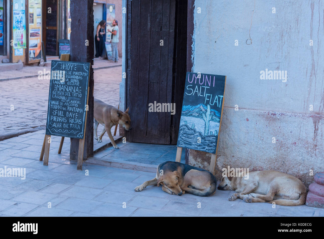 South America, Andes, Atacama, San Pedro de Atacama, dogs in town Stock Photo