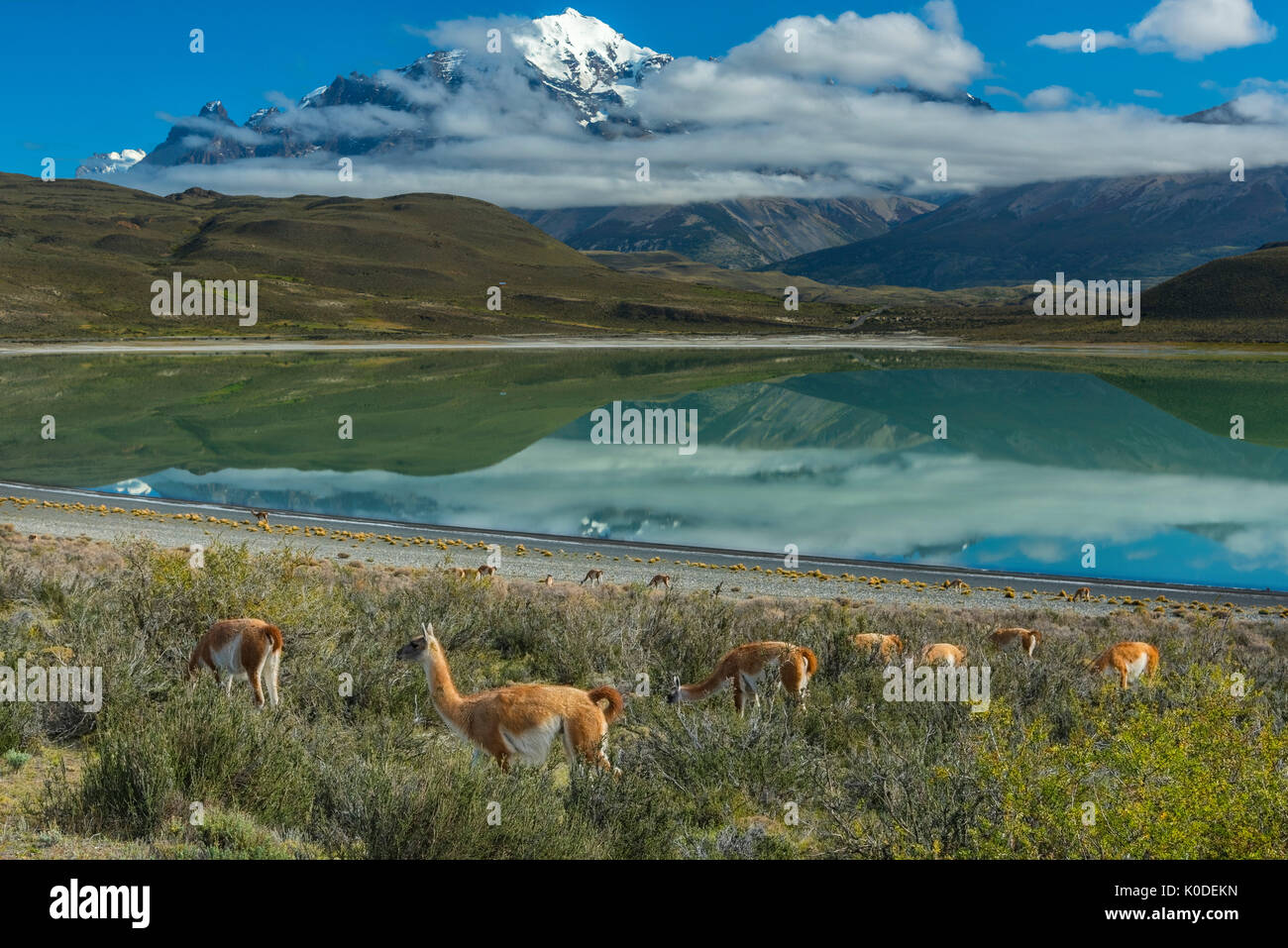 South America; Andes; Patagonia; Torres del Paine; UNESCO World Heritage; National Park; mountains; peak, Laguna Amarga Stock Photo