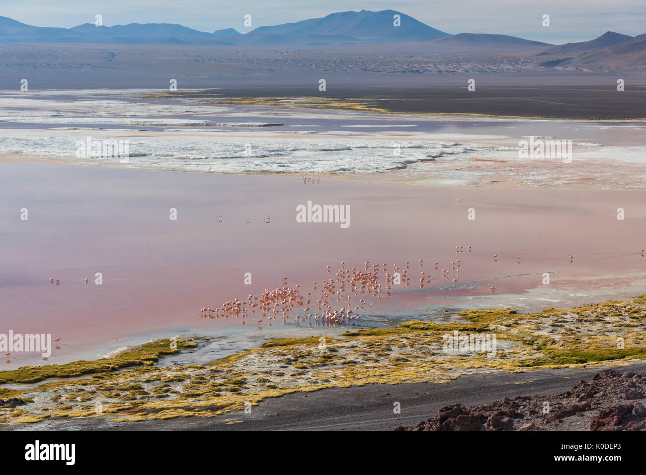 South America, Andes, Altiplano, Bolivia, Red Lagoon, Laguna Colorada, Flamingos Stock Photo