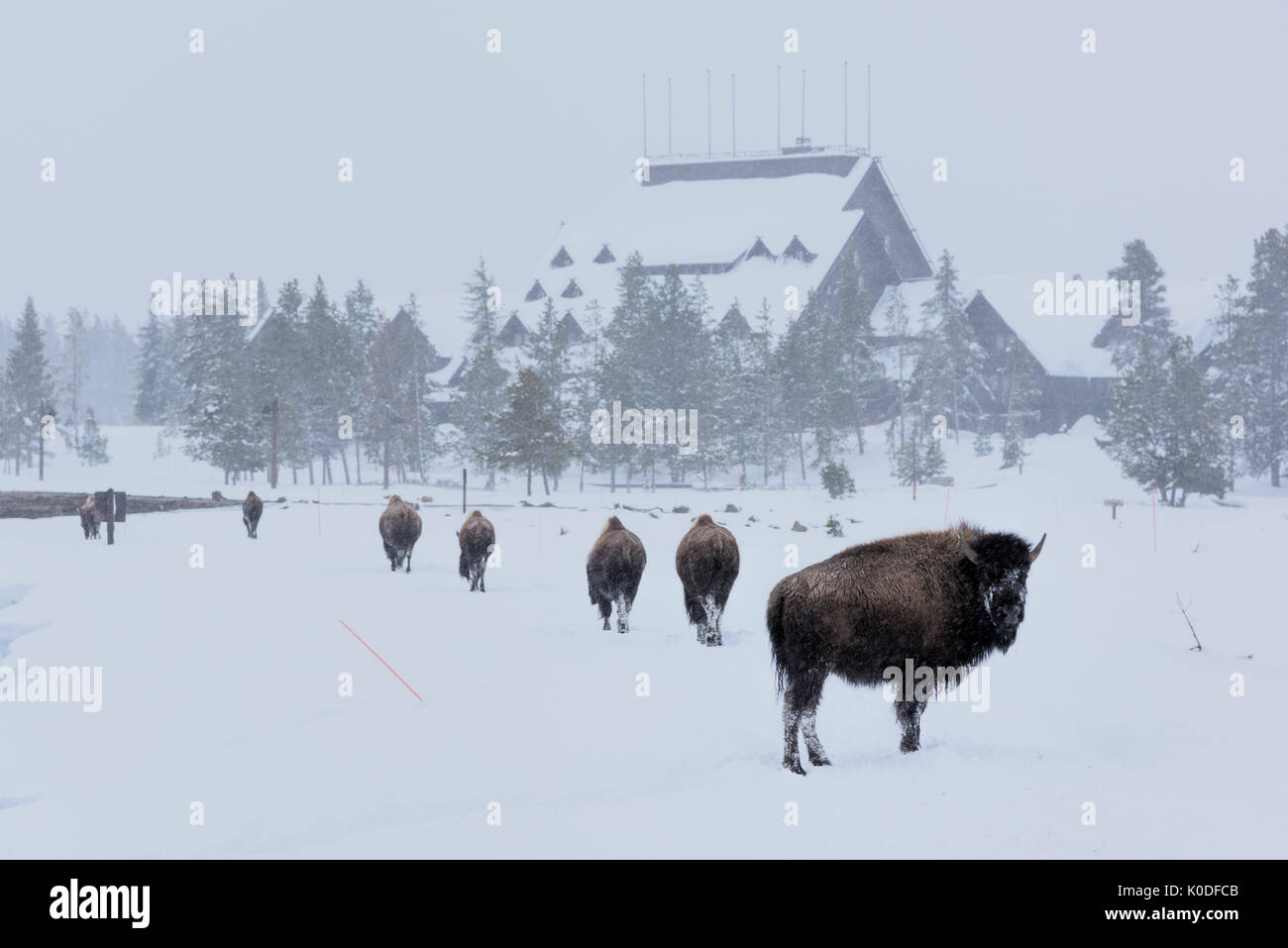 USA, Wyoming, Yellowstone National Park, UNESCO, World Heritage, Bison at Old Faithful Inn Stock Photo