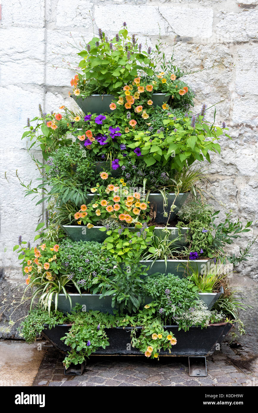 Ornamental plants on a wall display outdoors in flower pots on a metal rack with assorted colorful summer flowers Stock Photo