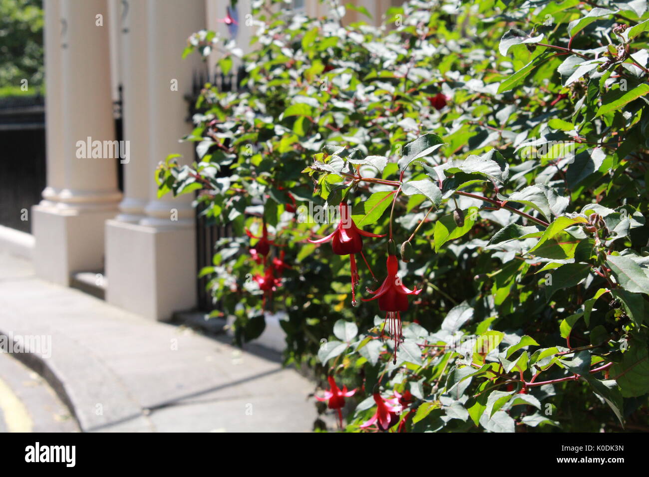 Fuchsia bush in front of a london townhouse Stock Photo