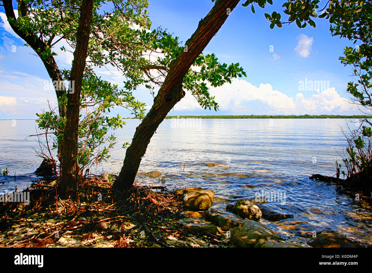 The swampland and Manatee River at the DeSoto National Memorial Park in Bradenton FL, USA Stock Photo