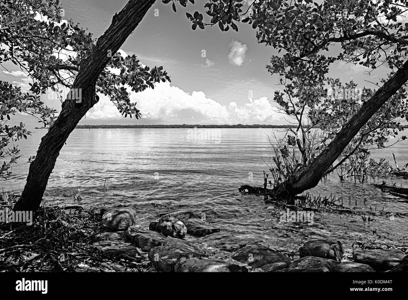 The swampland and Manatee River at the DeSoto National Memorial Park in Bradenton FL, USA Stock Photo