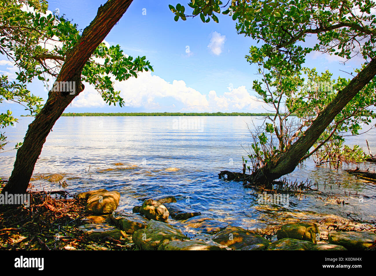 The swampland and Manatee River at the DeSoto National Memorial Park in Bradenton FL, USA Stock Photo