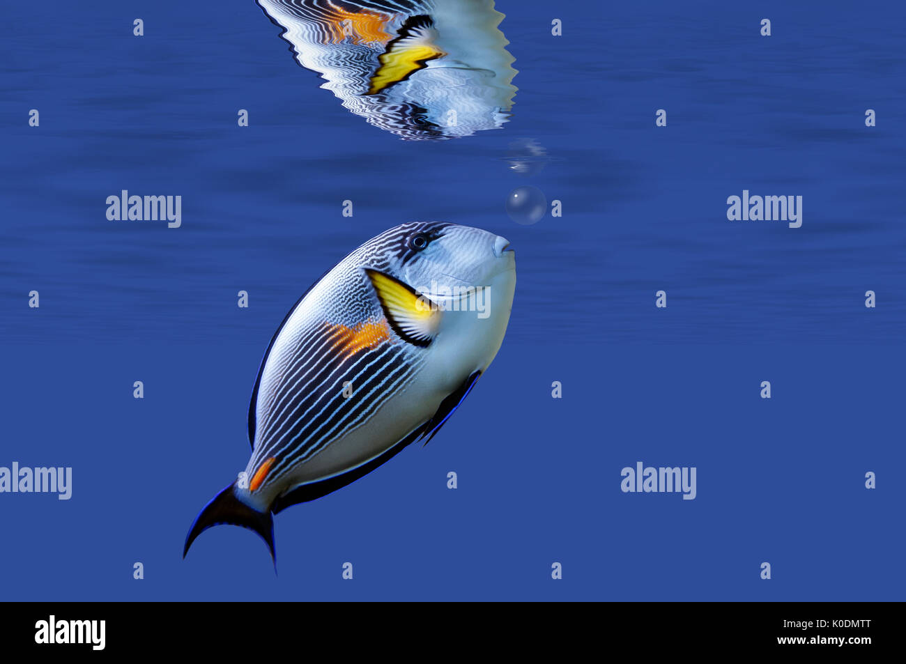 illustration of a tropical fish under surface Stock Photo