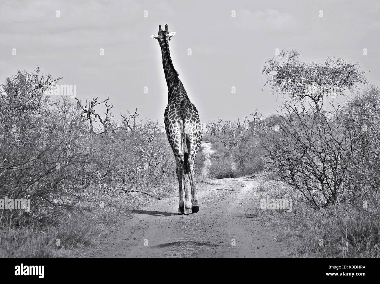 A giraffe wanders down a bush track Stock Photo