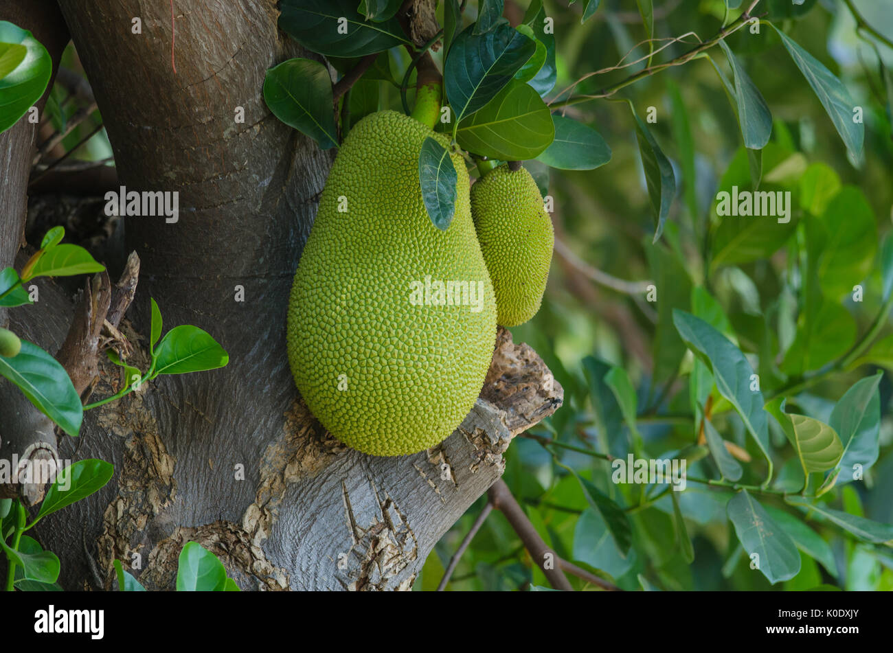 jackfruit (alternately jack tree, jakfruit, or sometimes simply jack or jak; scientific name Artocarpus heterophyllus) on a tree Stock Photo