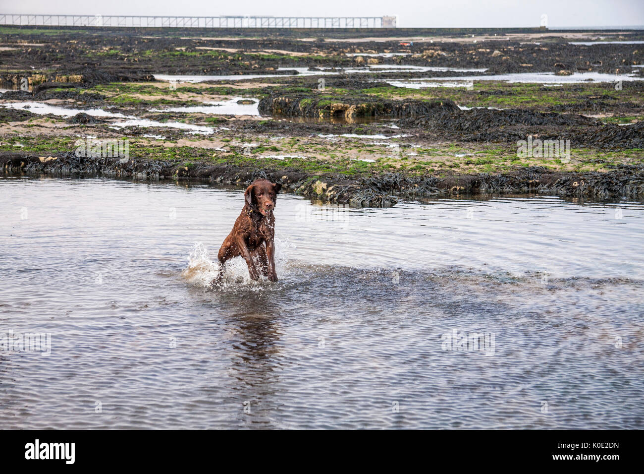 Labrador dog playing in a pool of water at Hartlepool beach in England