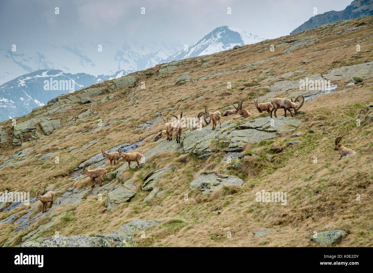 An herd of bouquetin. (Orco Valley, Gran Paradiso National Park, Piedmont, Italy) Stock Photo