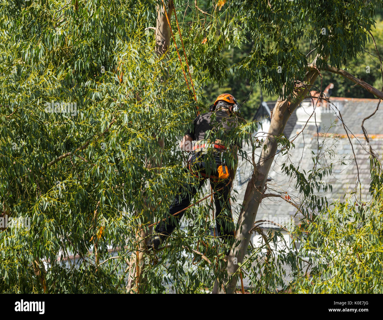 A tree surgeon working high above the rooftops in the branches of a tall tree. Stock Photo