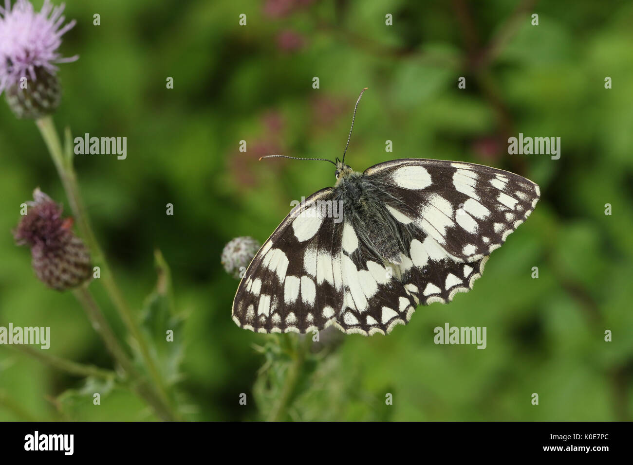 A Marbled White Butterfly (Melanargia galathea) nectaring on a thistle. Stock Photo
