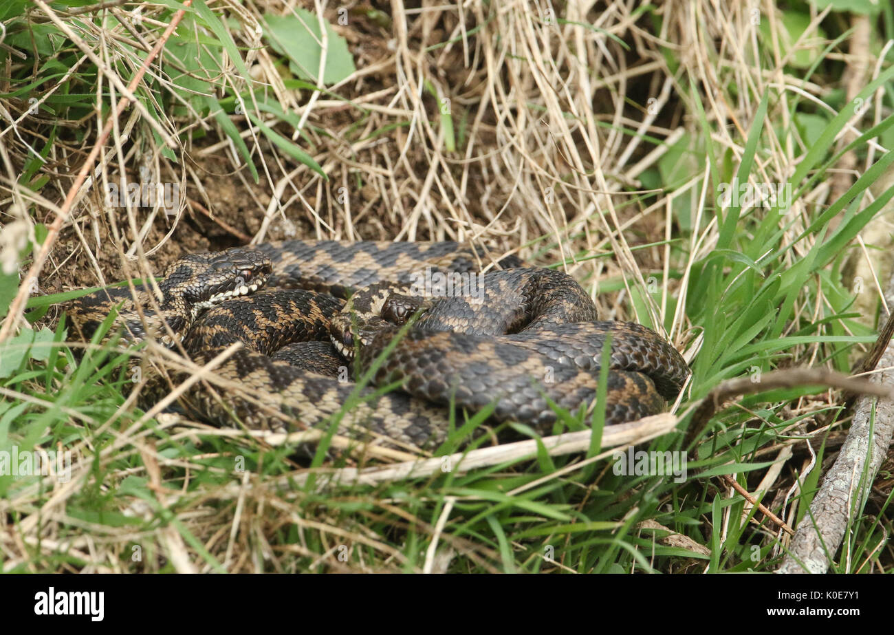 Adders (Vipera berus) coiled together in the grass. Stock Photo