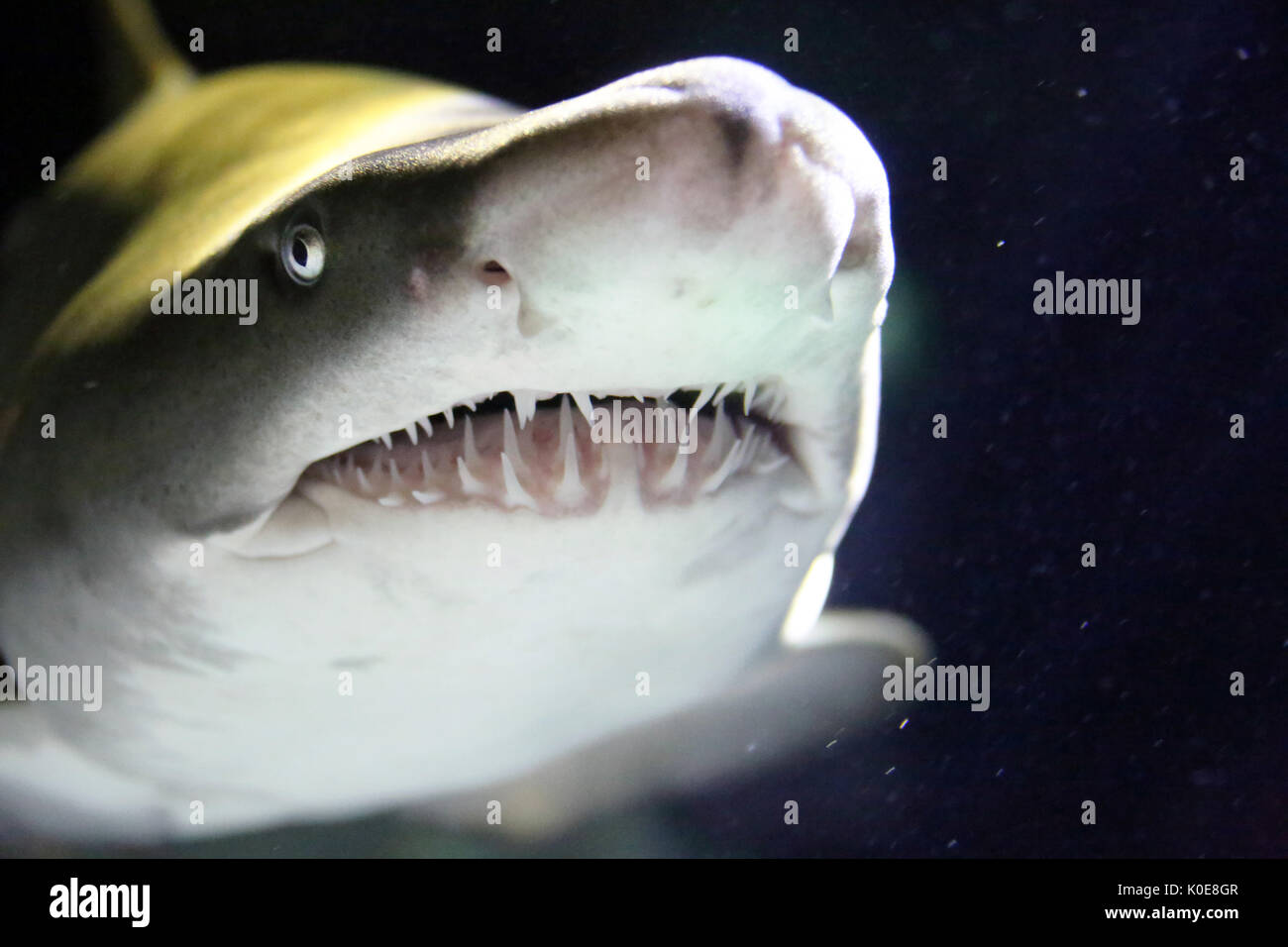 Bull Shark Teeth High Resolution Stock Photography And Images Alamy