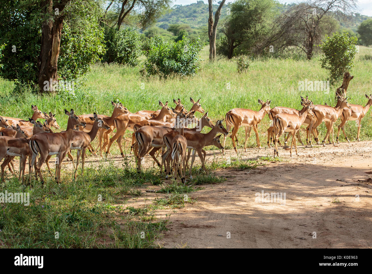 The impala is a medium-sized antelope found in eastern and southern Africa. Stock Photo
