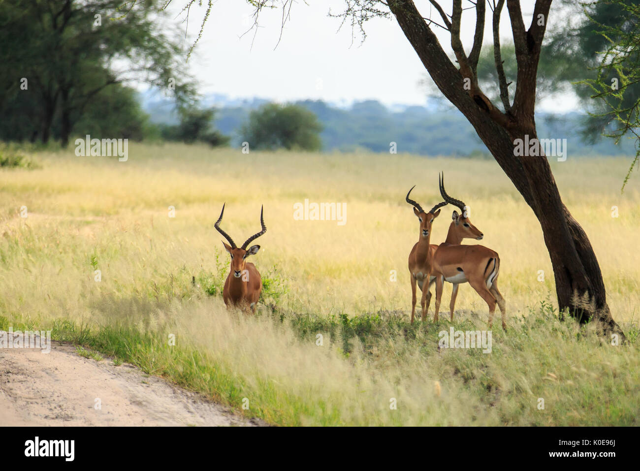 Phala phala wildlife hires stock photography and images Alamy