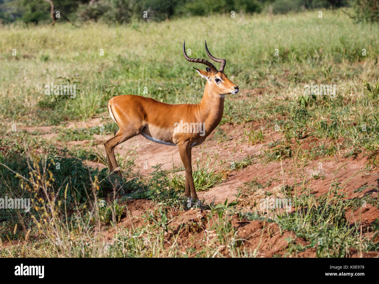 The impala is a medium-sized antelope found in eastern and southern Africa. Stock Photo