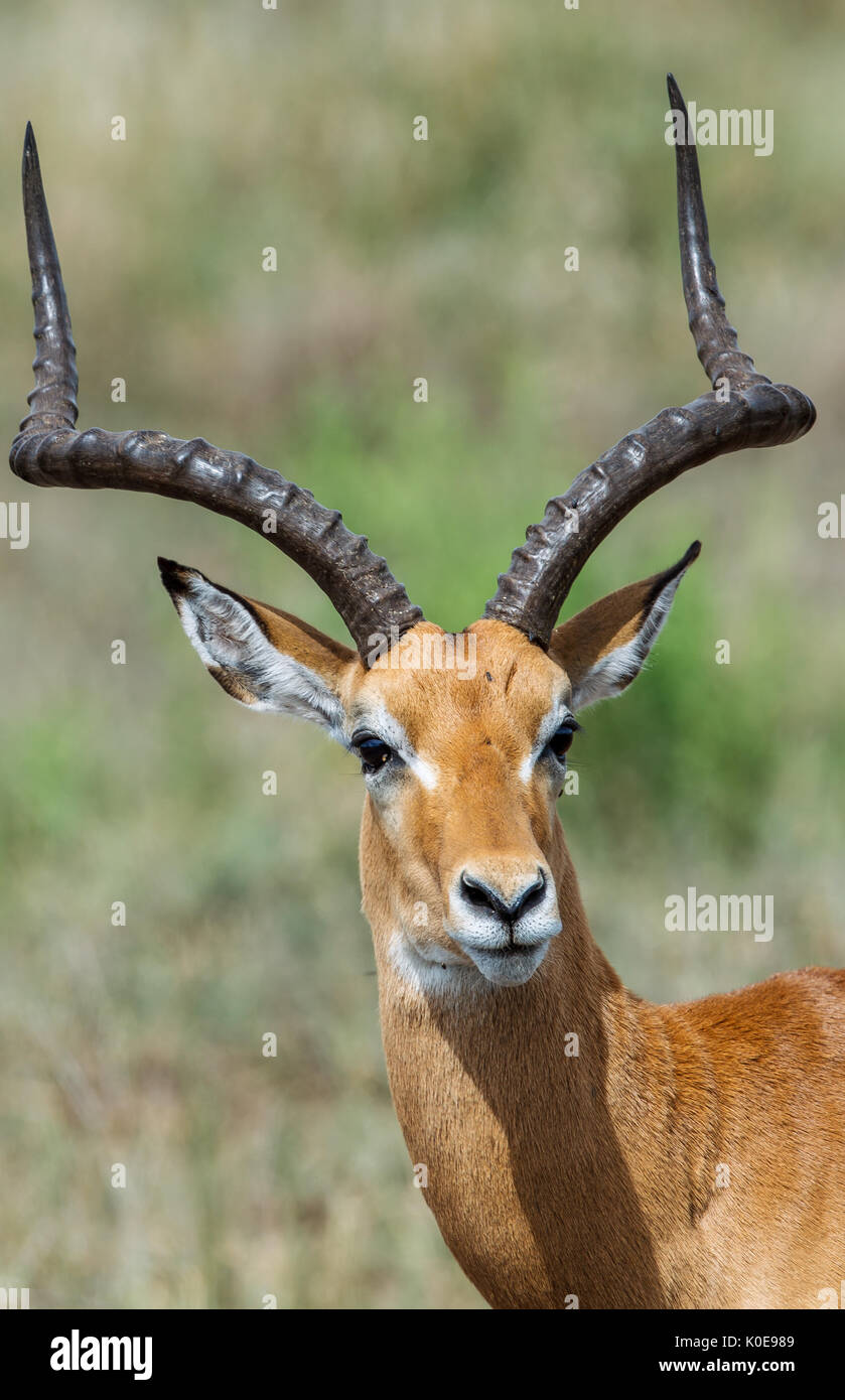 The impala is a medium-sized antelope found in eastern and southern Africa  Stock Photo - Alamy