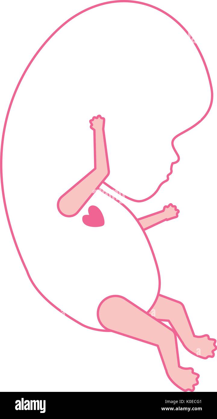 pink silhouette of side view fetal growth with active heart Stock Vector