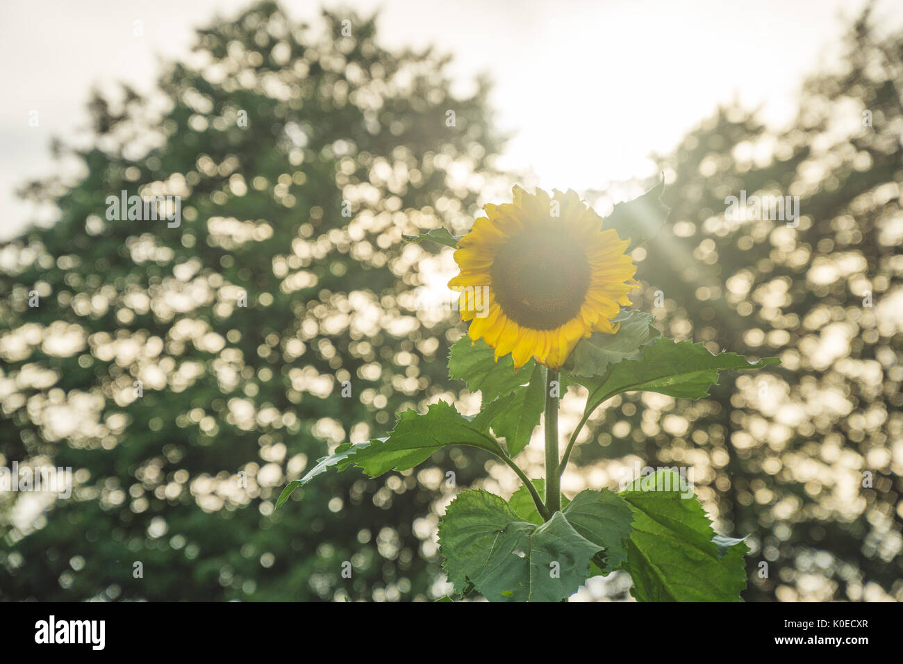 Bright sunflower in sunset light, nice bokeh. Stock Photo