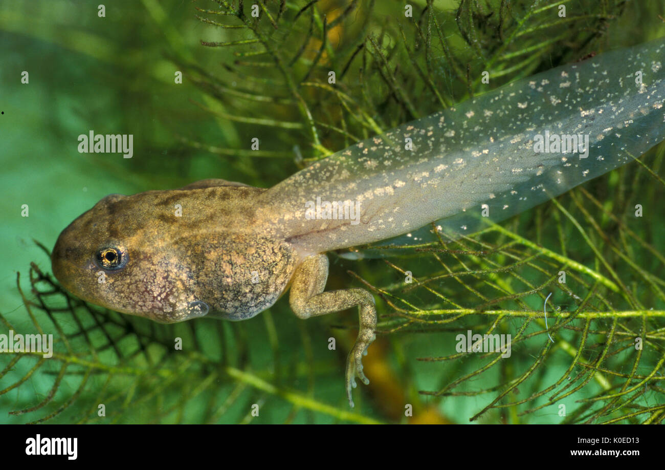 Common frog (Rana temporaria) - tadpole with back leg developed, with tail, part of lifecycle development Stock Photo