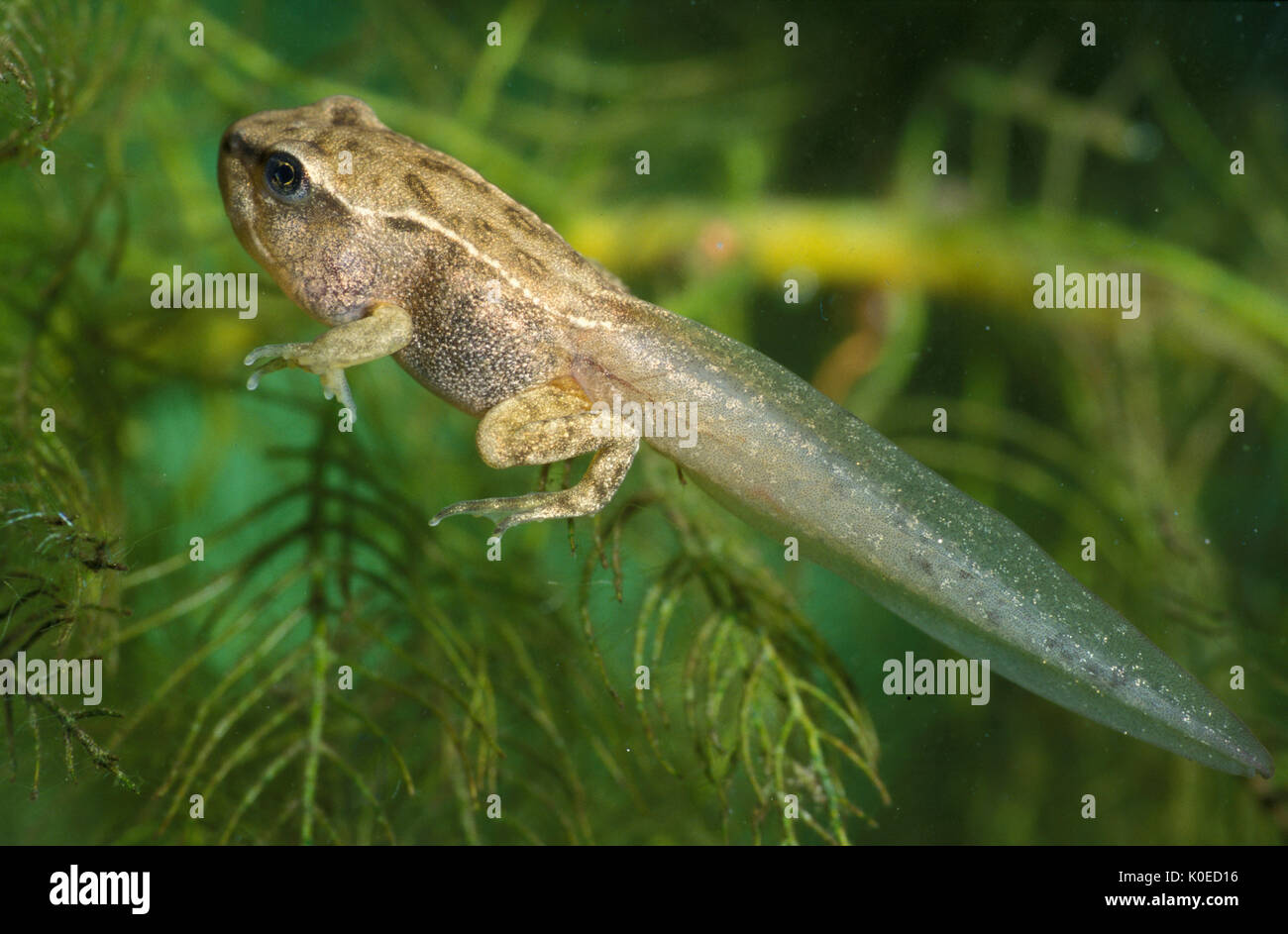 Common frog (Rana temporaria) - tadpole with front and back leg developed, with tail, part of lifecycle development Stock Photo