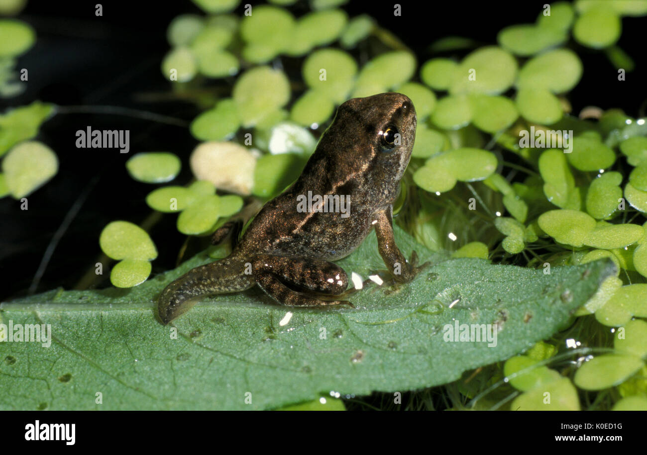 Common frog (Rana temporaria) froglet with short stump tail, part of