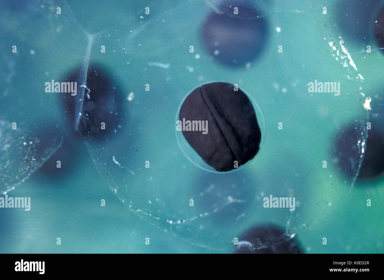 Common frog (Rana temporaria) frog spawn, 1 day old cell division