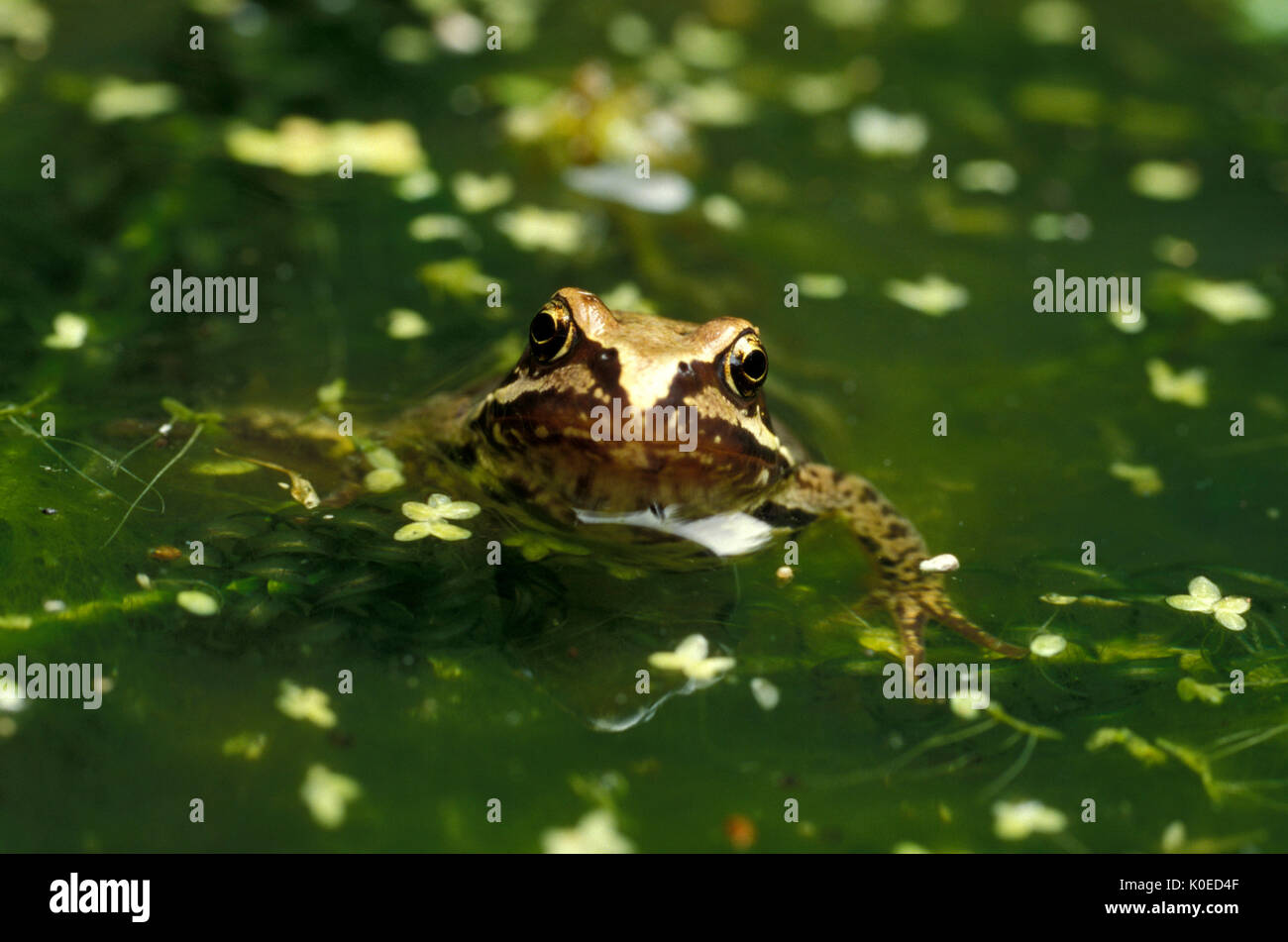 Common frog (Rana temporaria) adult at surface pond weed freshwater