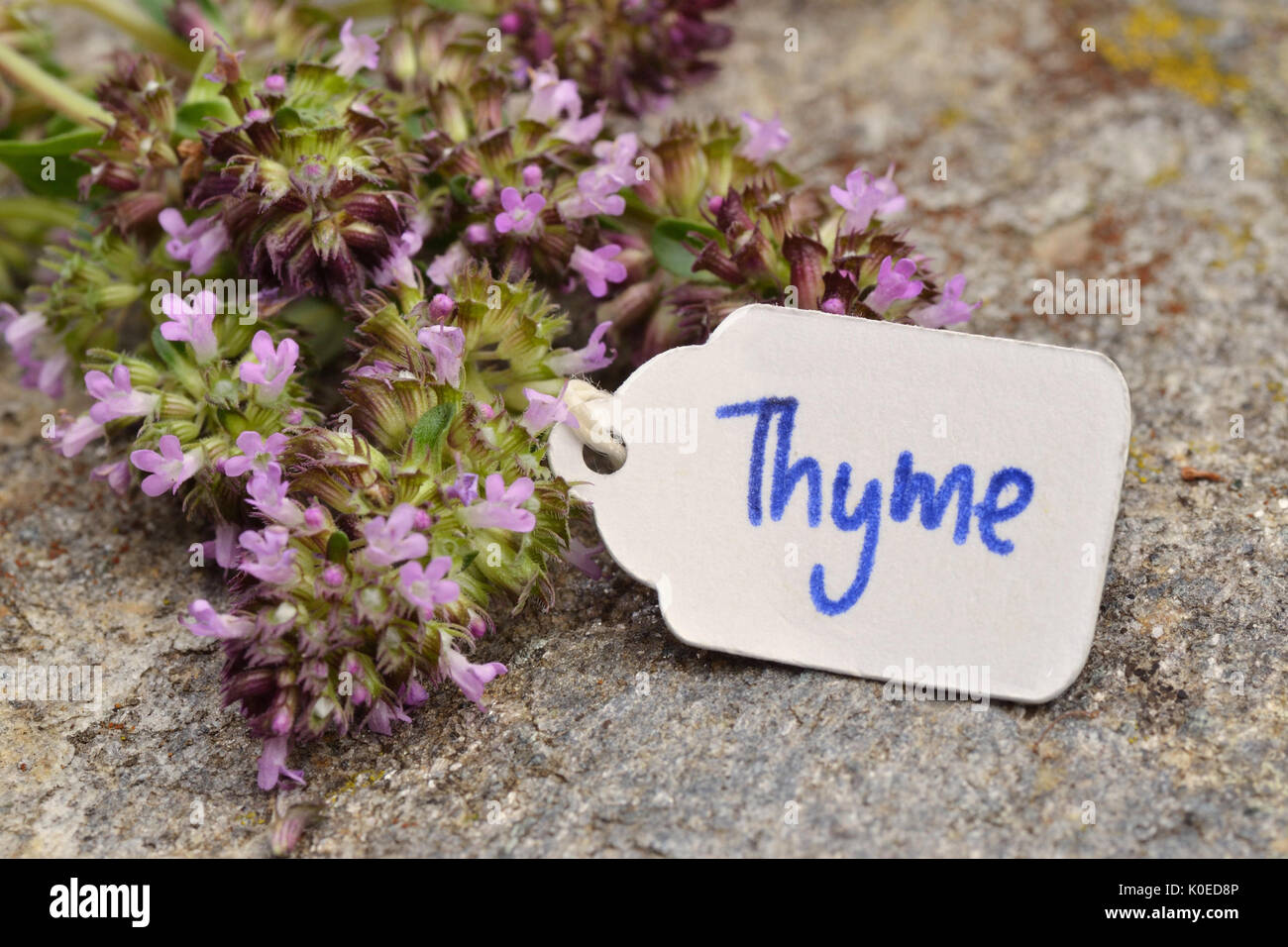 Wild Thyme (Thymus vulgaris) Stock Photo