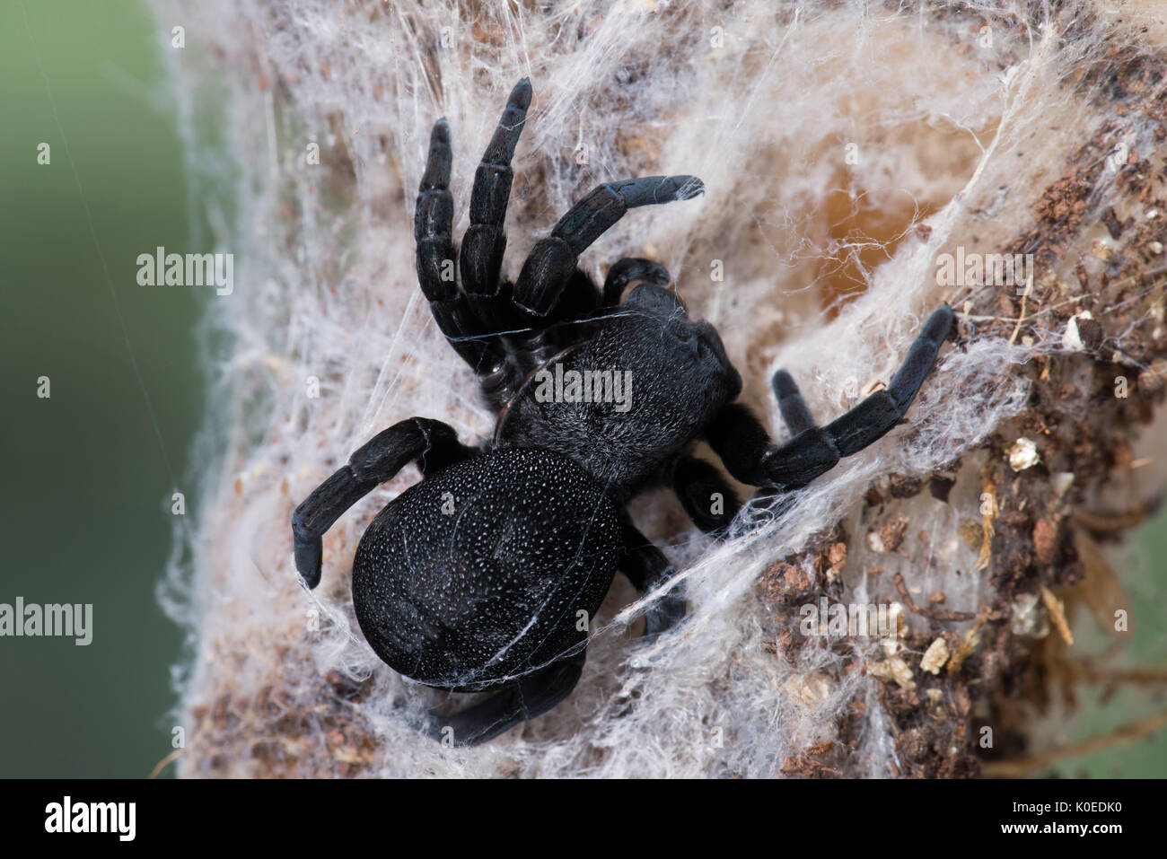 Ladybird Spider, Female, Eresus walckenaeri, on web, Eastern Mediterranean Stock Photo