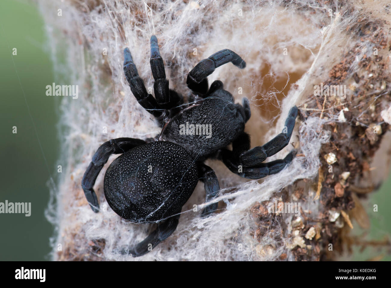 Ladybird Spider, Female, Eresus walckenaeri, on web, Eastern Mediterranean Stock Photo