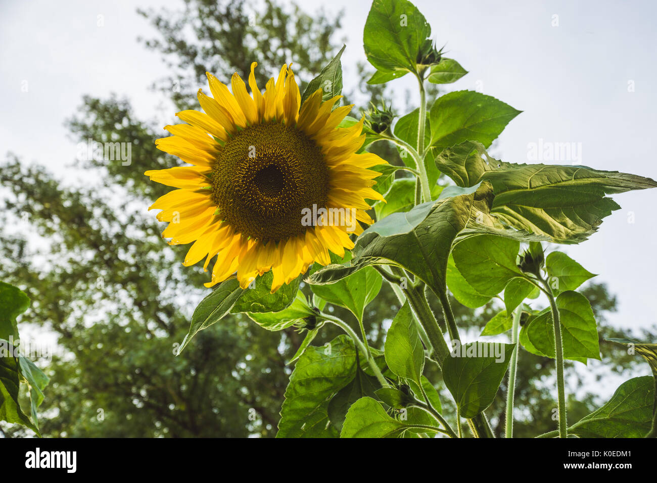 Bright sunflower in sunset light, nice bokeh. Stock Photo