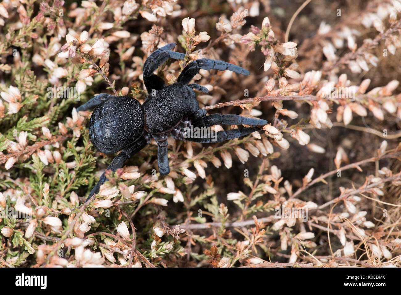 Ladybird Spider, Female, Eresus walckenaeri, on plant, Eastern Mediterranean Stock Photo