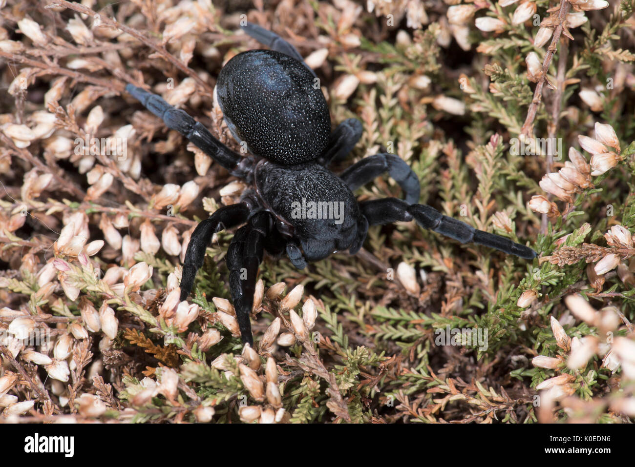 Ladybird Spider, Female, Eresus walckenaeri, on plant, Eastern Mediterranean Stock Photo