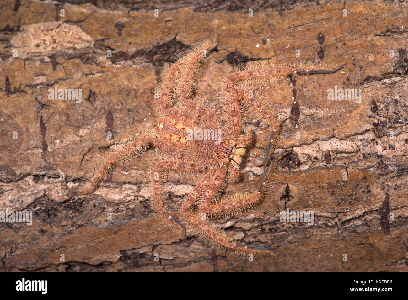 Huntsman Spider, Heteropoda davidbowie, from the Cameron Highlands District in peninsular Malaysia and named in honor of singer David Bowie, reference Stock Photo