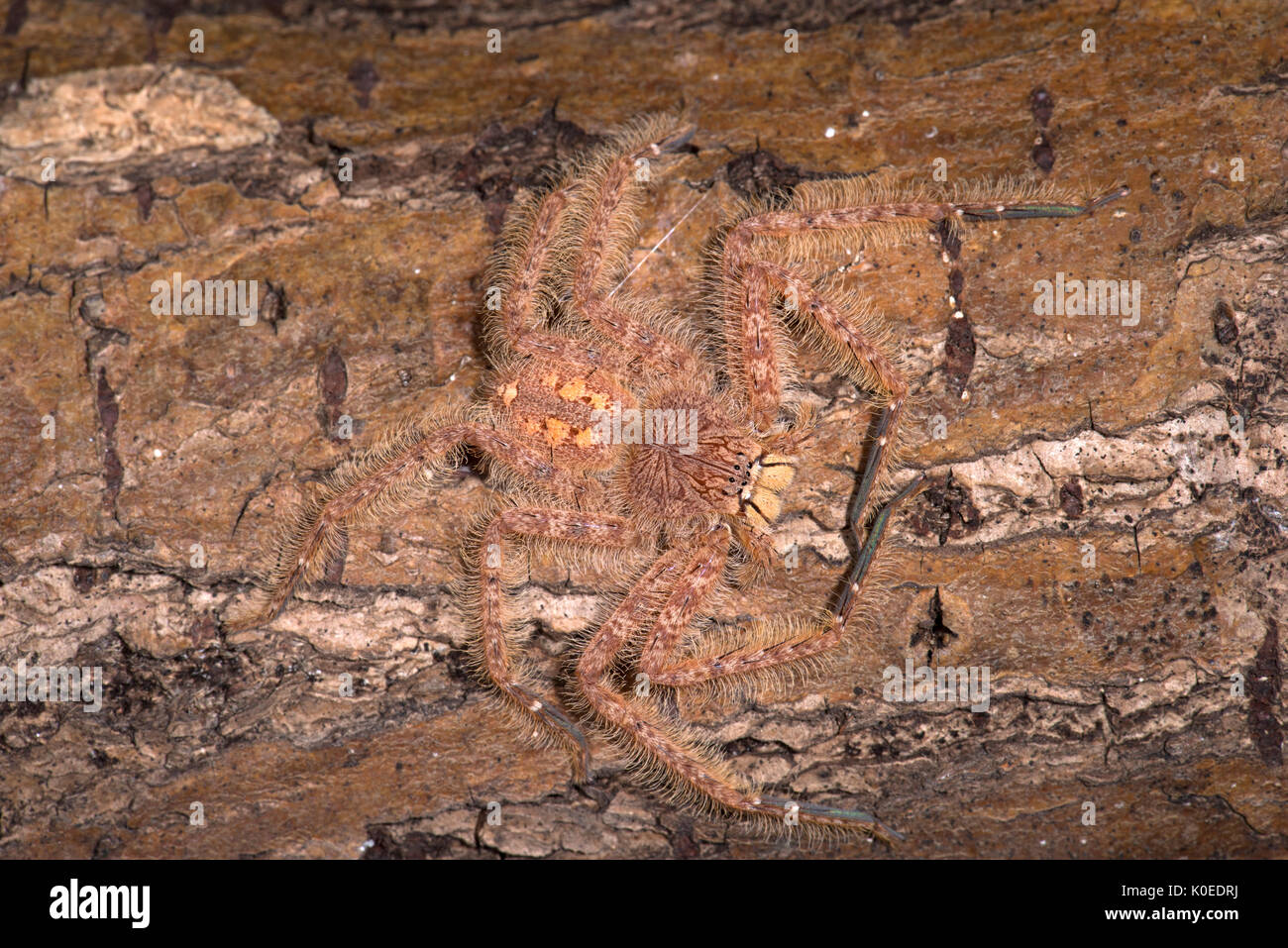 Huntsman Spider, Heteropoda davidbowie, from the Cameron Highlands District in peninsular Malaysia and named in honor of singer David Bowie, reference Stock Photo
