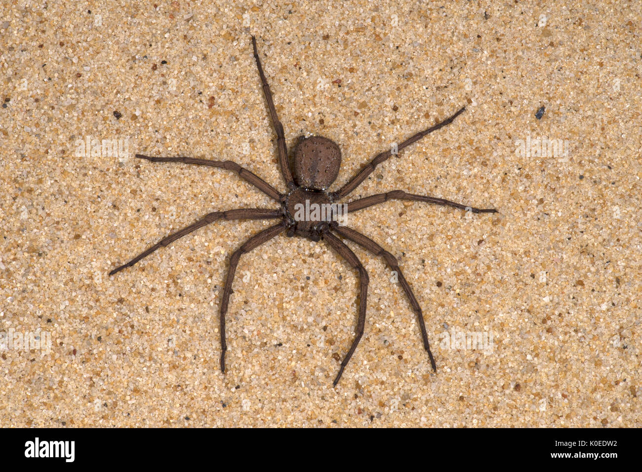 Six eyed sand spider hires stock photography and images Alamy