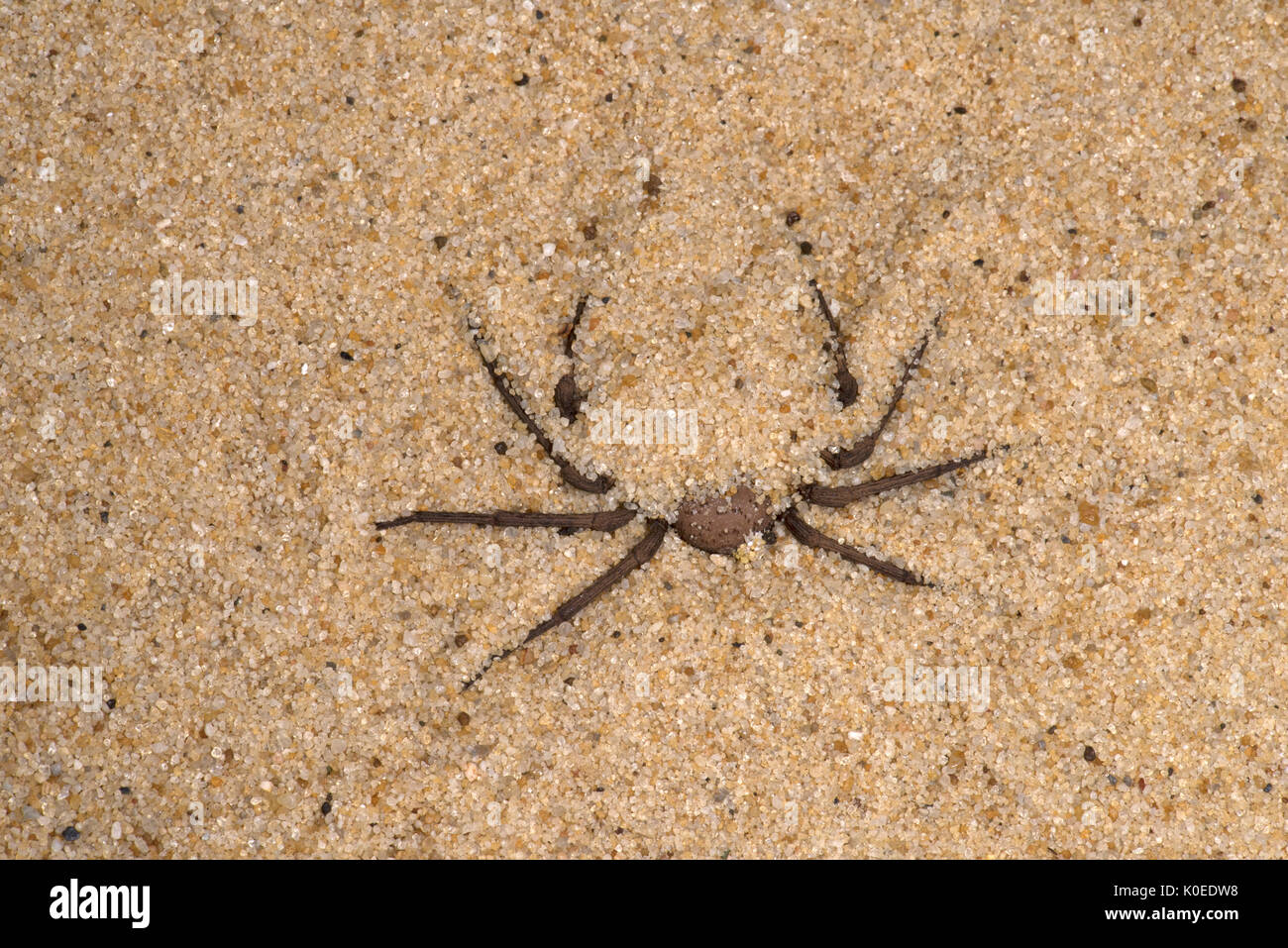 Sand Spider, Sicarius terrosus, Sequence 2 of burying in sand, also called six-eyed sand spider of southern Africa, six eyes arranged in three groups  Stock Photo