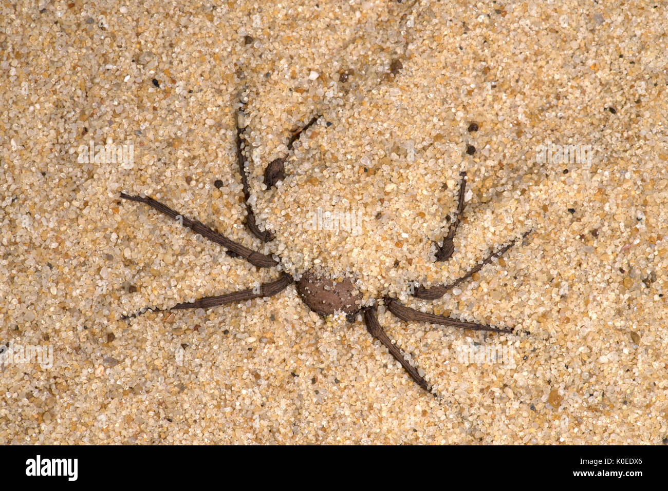 Sand spider hires stock photography and images Alamy