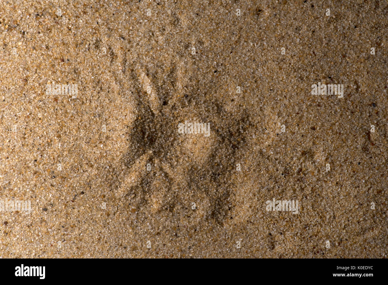 Sand Spider, Sicarius terrosus, Sequence 3 of burying in sand, also called six-eyed sand spider of southern Africa, six eyes arranged in three groups  Stock Photo