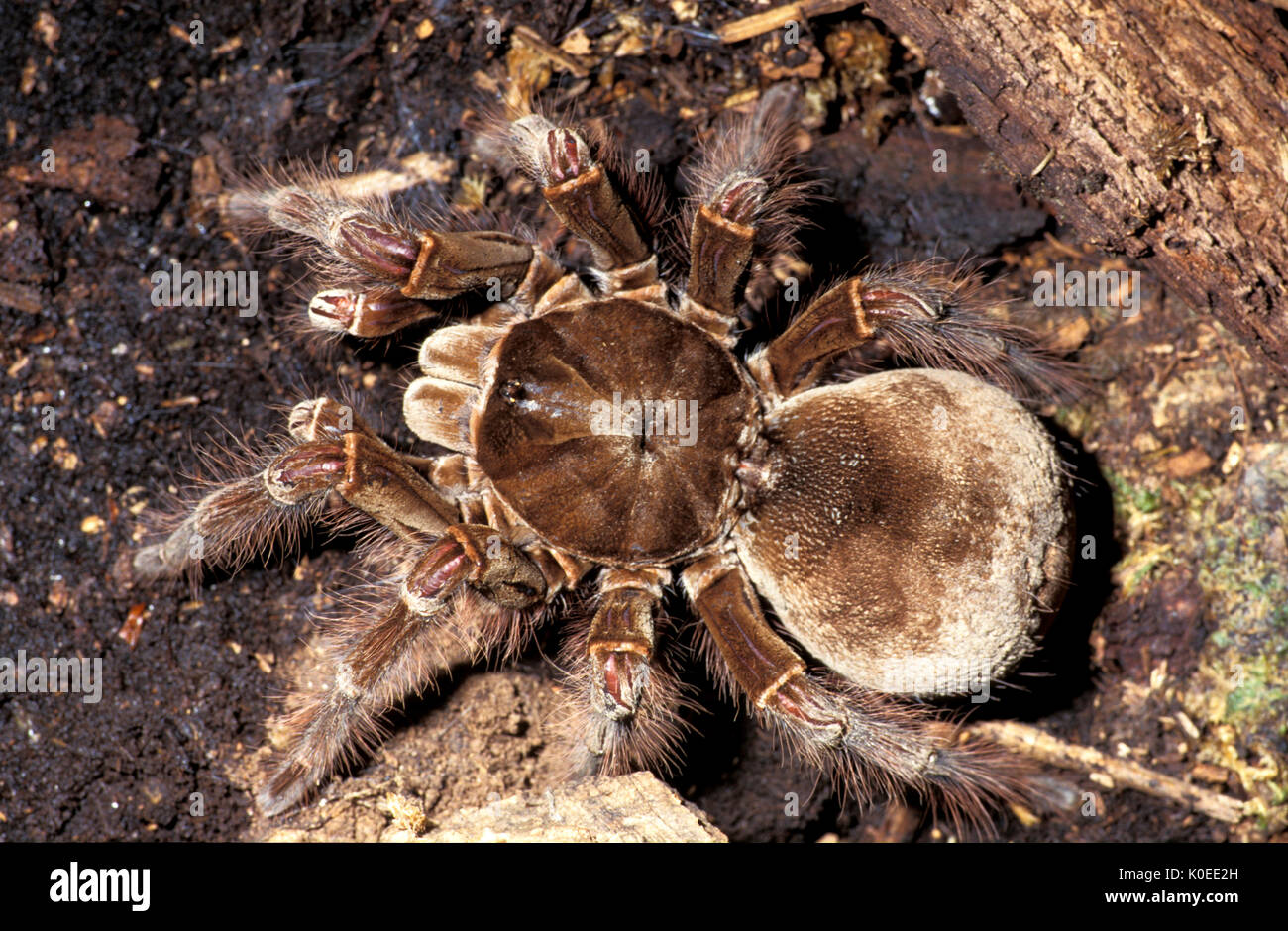 Goliath Bird Eating Spider, Theraphosa blondi,  captive, close up showing jointed legs, tarantula Stock Photo