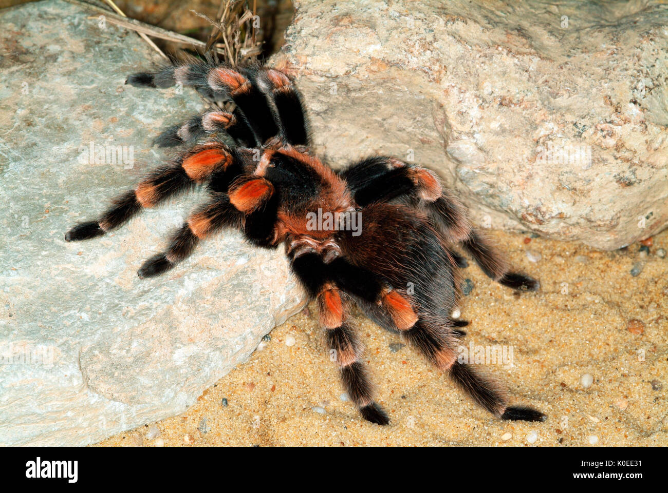 mexican red knee tarantula spiderling