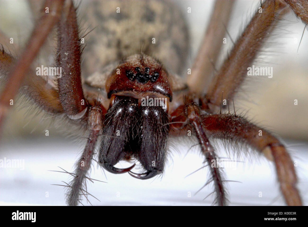 House Spider, Tegenaria gigantea, on brick, close up showing fangs, fear, Stock Photo