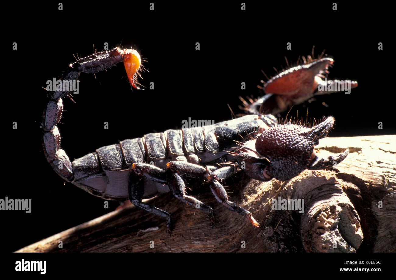 emperor or imperial scorpion pandinus imperator threat posture showing K0EE5C